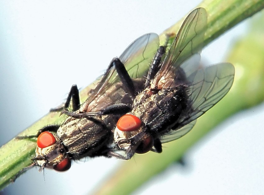 mosca